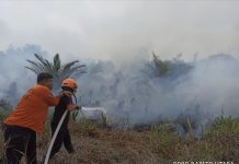 BPBD Barito Utara Padamkan Karhutla di Hajak