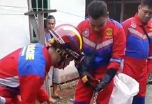 Petugas Damkarmat Barito Utara Tangkap Ular Piton Pemangsa Ternak Warga Ular piton sepanjang tiga meter ditangkap dan dievakuasi.
