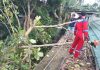 Pohon Tumbang Timpa Kabel Listrik di Muara Teweh