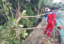 Pohon Tumbang Timpa Kabel Listrik di Muara Teweh