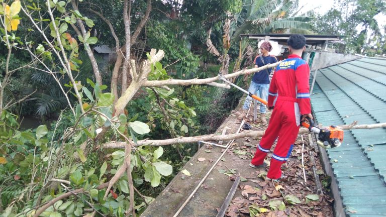 Pohon Tumbang Timpa Kabel Listrik di Muara Teweh