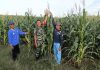 Kodim 1013/MTW Perkenalkan Teknologi Modern kepada Petani Jagung Lokal