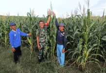 Kodim 1013/MTW Perkenalkan Teknologi Modern kepada Petani Jagung Lokal