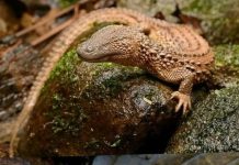 Hewan Langka Ini Hanya Ada di Kalimantan, Mirip Naga Tapi Tak Punya Telinga