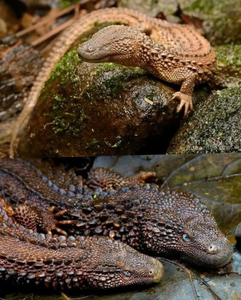 Hewan Langka Ini Hanya Ada di Kalimantan, Mirip Naga Tapi Tak Punya Telinga