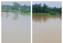 Petani Terancam Gagal Panen, Ratusan Ha Sawah di Tujuh Desa, Kecamatan Gunung Timang Terendam Banjir