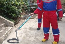 Damkarmat Barito Utara Evakuasi Anak Anjing Liar dan Ular Kobra