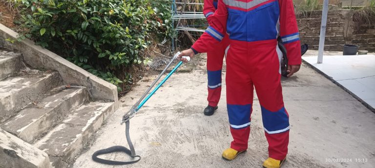 Damkarmat Barito Utara Evakuasi Anak Anjing Liar dan Ular Kobra
