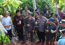 Pj Bupati Hermon Dampingi Gubernur Kalteng Kunjungi Petani Kakao
