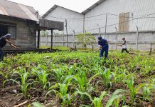 Manfaatkan Lahan Kosong, Ditpolairud Ajak Warga Budidaya Jagung