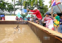 Meriahkan HUT RI ke-80 dan Harjad ke-23 Kabupaten Murung Raya, Warga Ikuti Lomba Mangaruhi