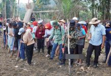 Pemkab Murung Raya Dukung Kemandirian Pangan Lewat Penanaman Padi Gogo