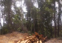 Ilegal Logging Marak di Perbatasan Kalteng-Kaltim, Sasarannya Kayu Ulin