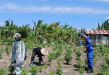 Anggota Ditpolairud Bimbing Warga DAS Jelai Rawat Tanaman Pangan