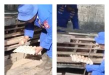 Program Ketahanan Pangan, Ditpolairud Polda Kalteng Kembangkan Budidaya Ayam Petelur di Batanjung