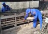 Program Ketahanan Pangan Ditpolairud : Kembangkan Budidaya Ayam Petelur Demi Kemandirian